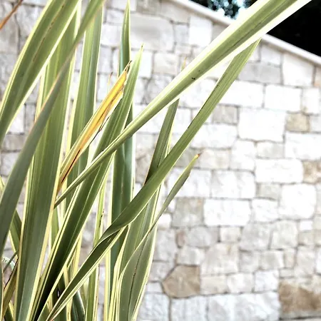 Villa Agave Villa