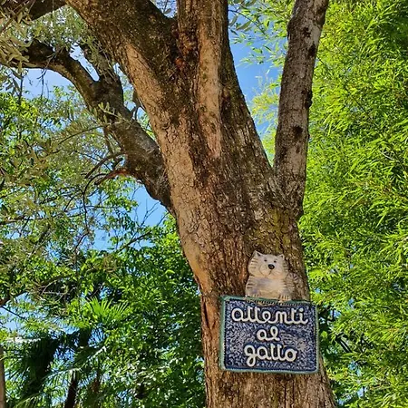 Campagnola