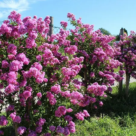 Al-bor Alloggio per agriturismo Lazise