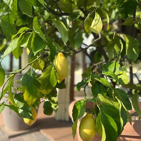 Affittacamere La Mimosa *