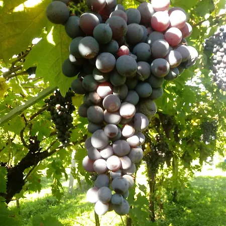 Al Vajo Farm stay