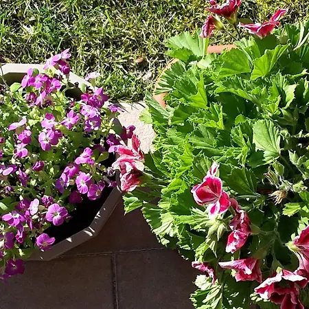 Aparthotel Residenza Orchidee