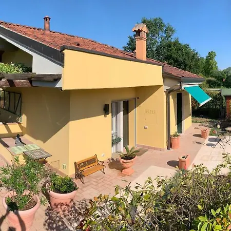 Mimosa * Lazise