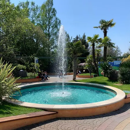 Mimosa Lazise