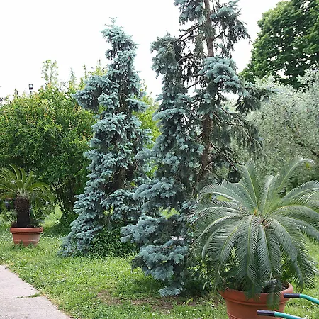 Bed & Breakfast San Giorgio Lazise *